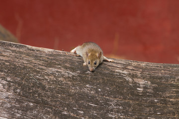 Wild mouse in the forest