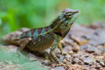 Close up Green crested lizard