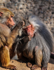 two baboons cleaning up
