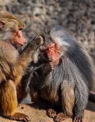 two baboons cleaning up
