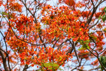 Beautiful red tropical flowers on a bright summer day