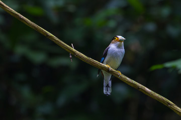 colorful bird Silver-breasted broadbil