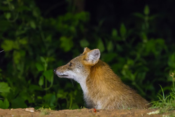 Golden Jackal or fox at nigth