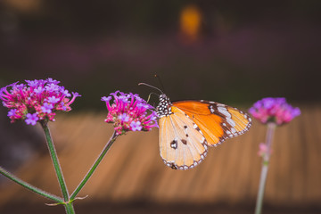 orange butterfly feeding on a flower