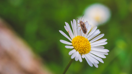 Obraz premium small insect on a daisy, selective focus