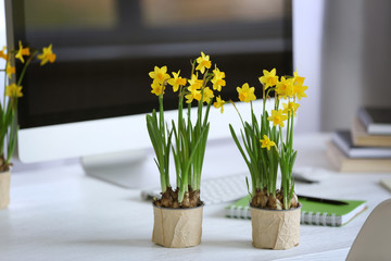 Blooming narcissus flowers on table indoors