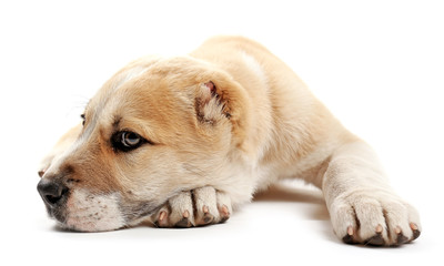 Central Asian Shepherd puppy lying on the floor