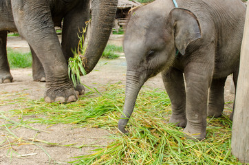 Fototapeta premium Asian baby elephant eating grass near her mother.