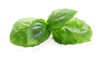 Fresh basil leaves on white background