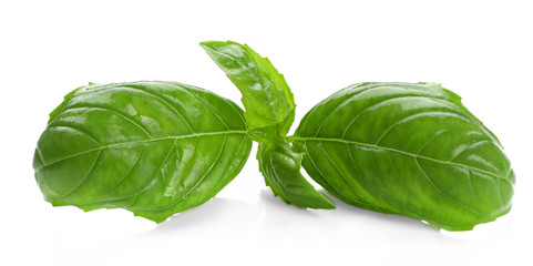 Fresh basil leaves on white background
