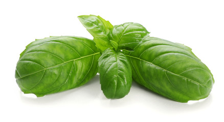 Fresh basil leaves on white background