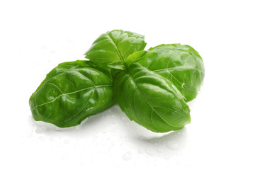 Fresh basil leaves on white background