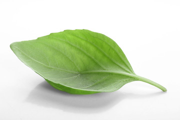 Fresh basil leaf on  white background