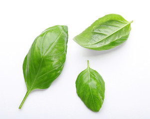 Fresh basil leaves on white background