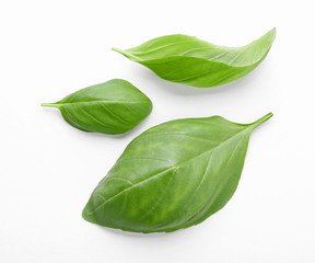 Fresh basil leaves on white background