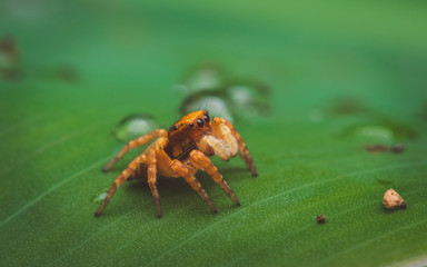 spider on a leaf, selective focus
