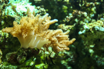 Anemone in the oceanarium