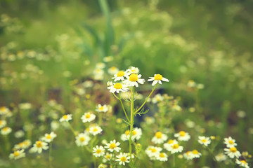 Chamomiles on the meadow