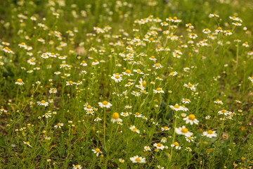 Chamomiles on the meadow