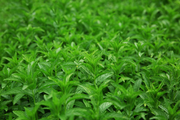 Fresh mint leaves background