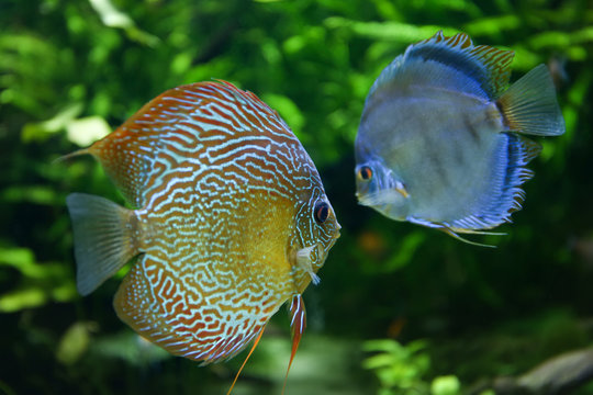 Beautiful fishes in the oceanarium