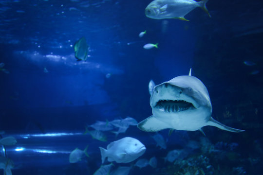 Big shark in the oceanarium
