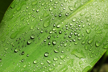 Green leaf with dew drops as background