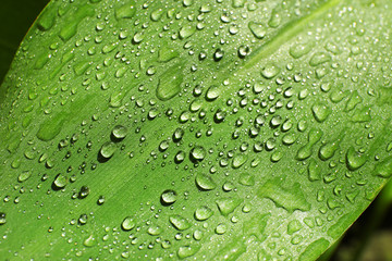 Fototapeta na wymiar Green leaf with dew drops as background