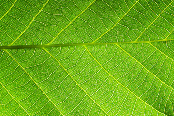 Texture of a green leaf as background
