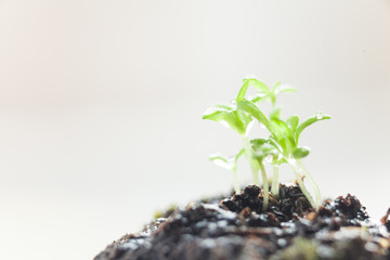 Young Sprouts, Green Plant