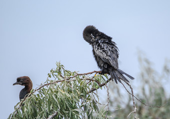 Zwei Zwergkormorane sitzen in Italien, bei Ravenna, auf einem Baum
