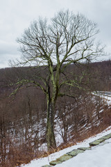 Winter tree.