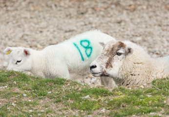 Obraz premium A number tagged Sheep, with a baby lamb by a lakeside beach.