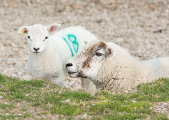 A number tagged Sheep, with a baby lamb by a lakeside beach.