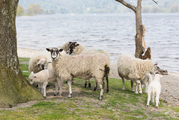 A herd of Sheep, by a lakeside beach.
