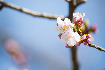 Beautiful sakura or cherry blossom in Ueno park