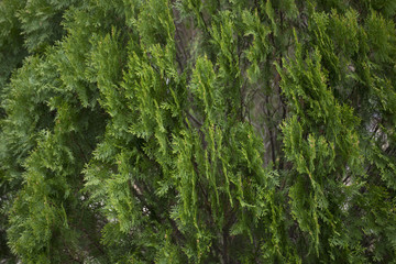texture of green leaf