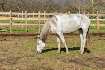 Nice white horse