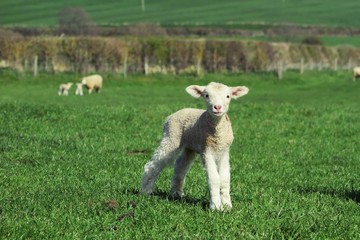 子羊
野原を歩いていると、生まれて間もない子羊が優しくこちらを見ています。　何とも可愛い雰囲気です。