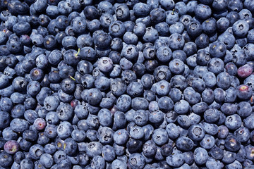 blueberry background