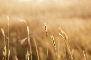 Obraz premium wheat in the field in autumn harvest season