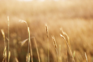 wheat in the field in autumn harvest season