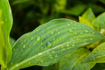 Green leaf with water drops for background