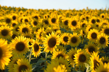 Obraz premium sunflower field