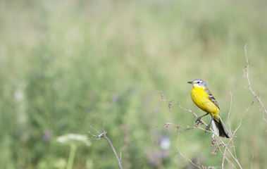 nature background with small  yellow bird on the green field