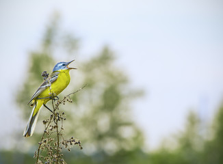 nature background with small  yellow bird on the green field