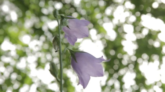 Beautiful bell flower swinging in the wind.