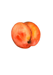 Drawing - ripe peach fruit isolated on white background. Made in watercolor