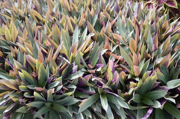Obraz premium Tradescantia spathacea plants in nature garden