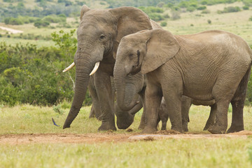 Fototapeta na wymiar African elephants standing together at a water hole